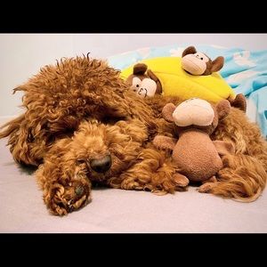 Meet your Posher, Daniel